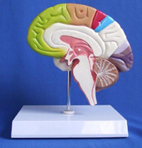 Half Brain Model